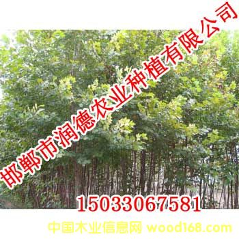 D107 c(din)ɷŴ