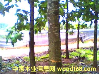 c(din)鿴A乫˾ľ֣3gŴDƬ