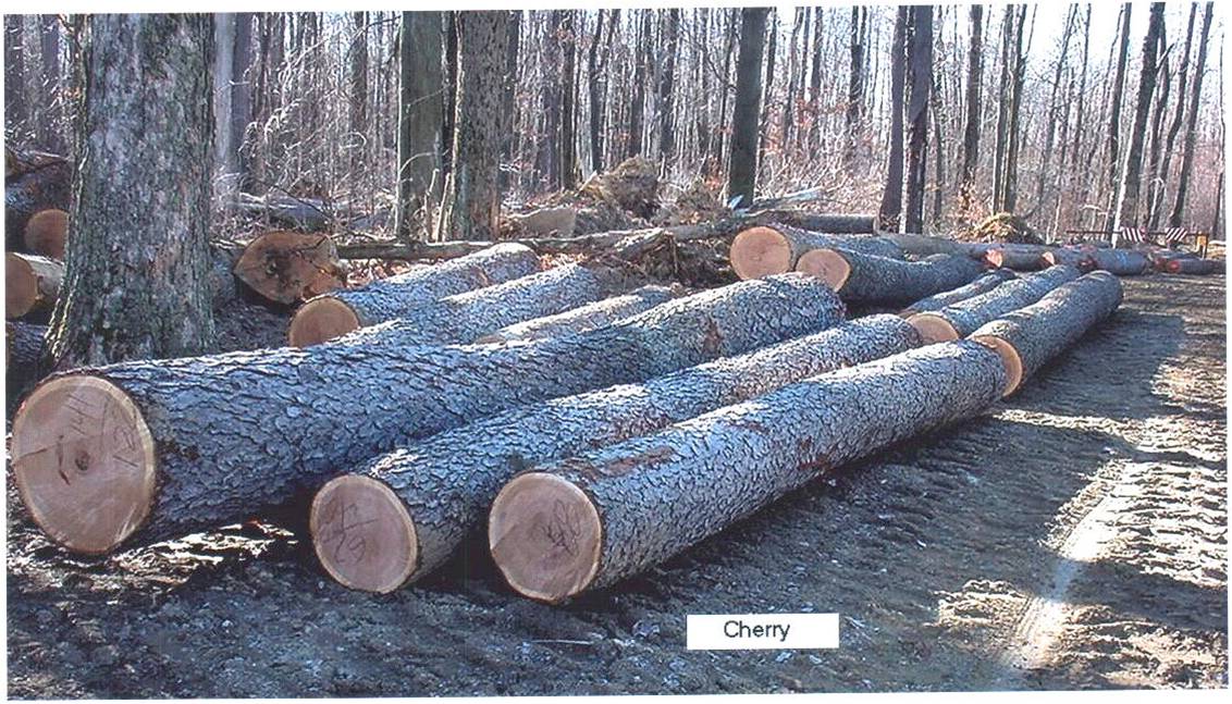 CHERRY LOGԔ(x)B