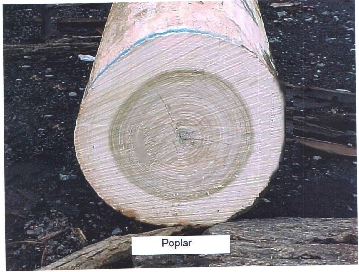 POPLAR LOGԔ(x)B