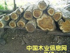 c鿴ľŴDƬ