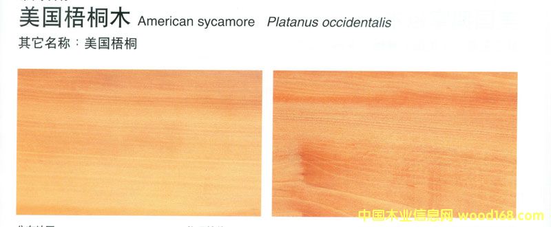 ͩSycamore2ԔB