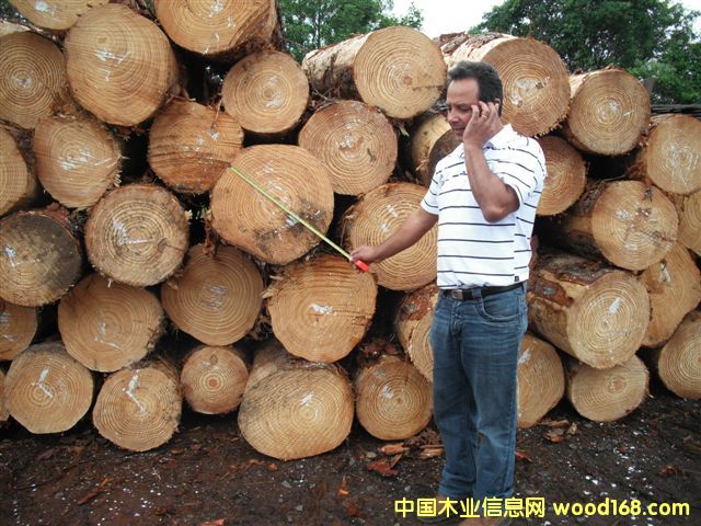 taeda pine 5Ԕ(x)B