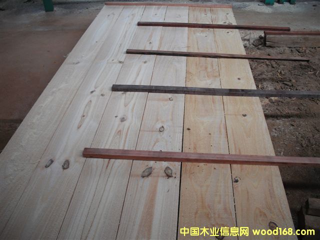 taeda pine 3Ԕ(x)B