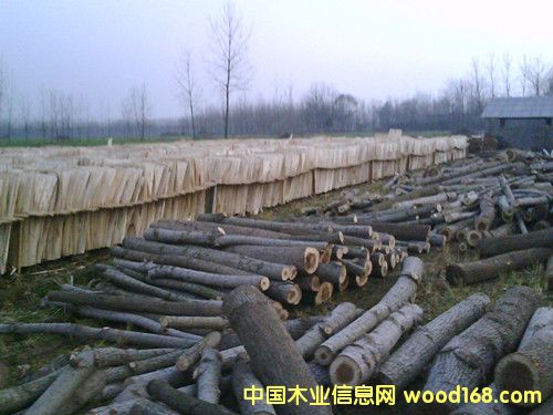 板皮的詳細(xì)介紹