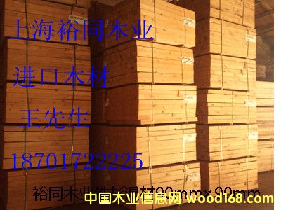 鐵杉的詳細介紹