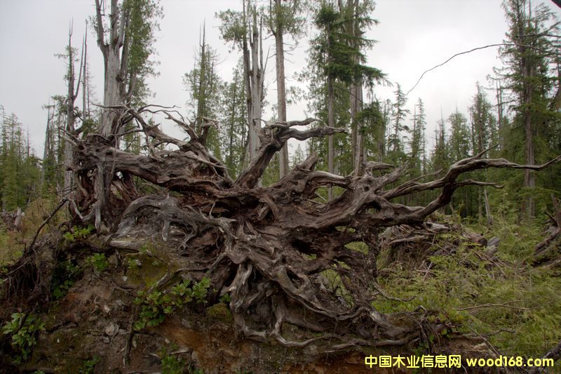 古樹頭 古樹頭