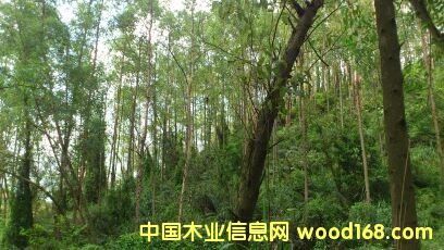 桉樹的詳細(xì)介紹