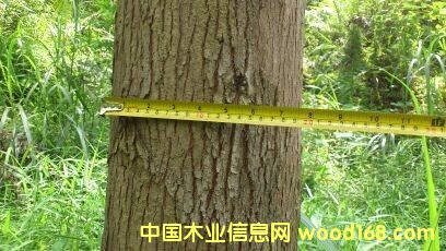 桉樹的詳細(xì)介紹