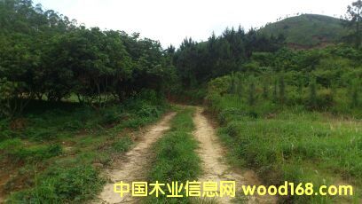 桉樹的詳細(xì)介紹