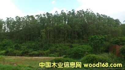 桉樹的詳細(xì)介紹