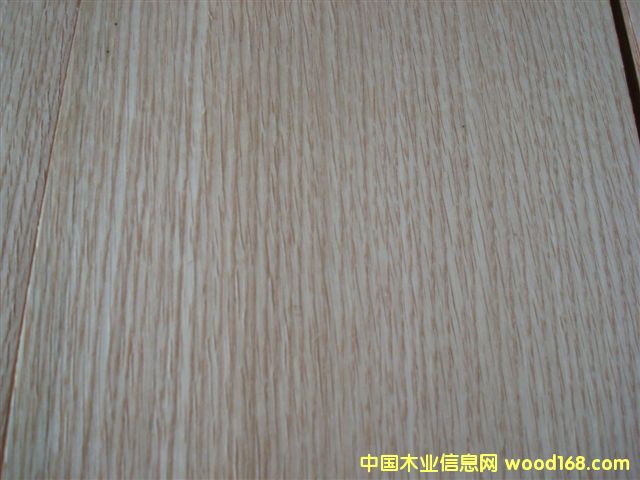 紅橡的詳細(xì)介紹