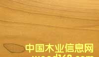 ؼ(j)Z鱣Yellow PoplarԔ(x)B