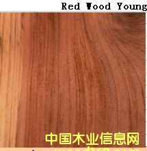 Red Wood YoungԔ(x)B