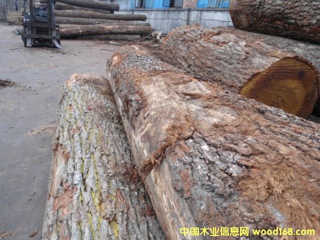 刨切級白橡原木 刨切級白橡原木