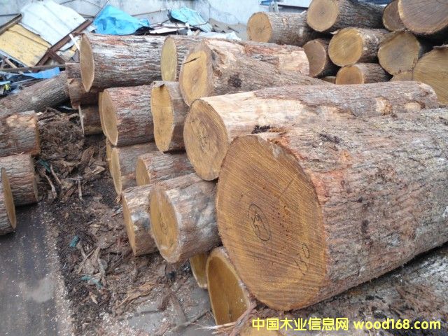 刨切級白橡原木 刨切級白橡原木