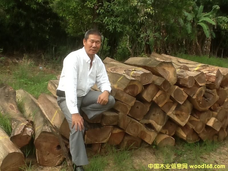微凹黃檀 微凹黃檀