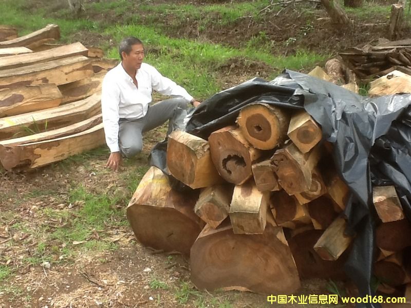 微凹黃檀 微凹黃檀