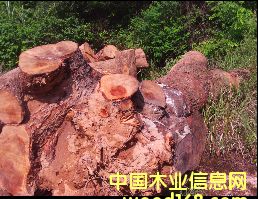 優(yōu)質(zhì)樟木 優(yōu)質(zhì)樟木