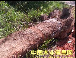 優(yōu)質(zhì)樟木 優(yōu)質(zhì)樟木