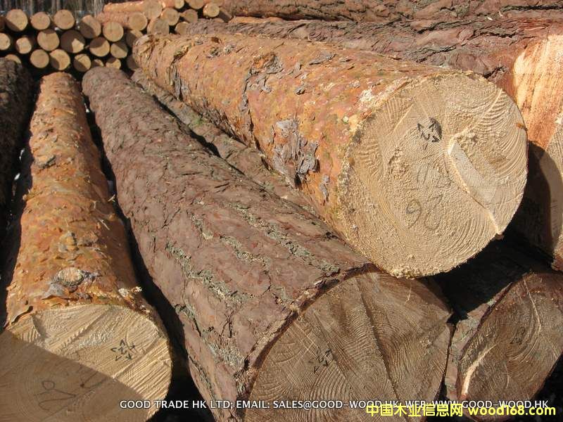 mɘ(sh) (Pinus Silvestris)