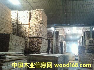 樺木的詳細(xì)介紹