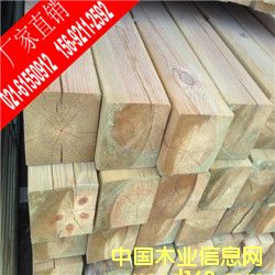 樟子松的詳細介紹
