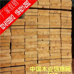 輻射松的詳細介紹