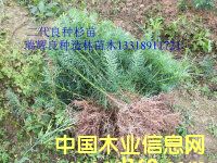 c鿴NɼŴDƬ