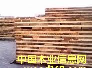 色木的詳細(xì)介紹