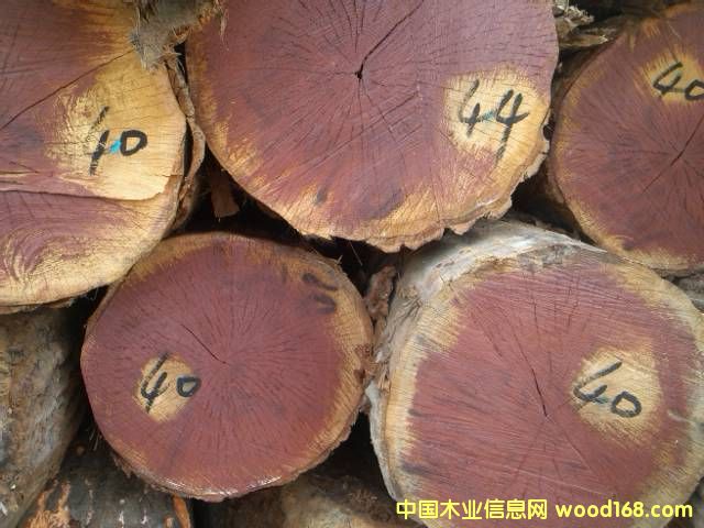 紅橡的詳細介紹