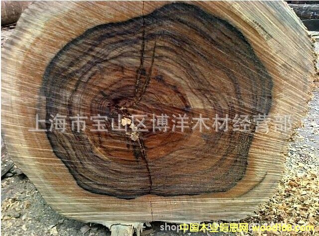 南美黑酸枝，南美黑鐵木豆