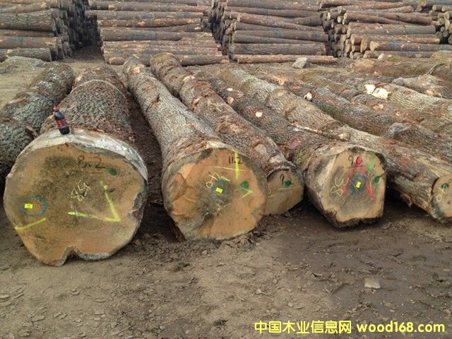 歐橡的詳細(xì)介紹