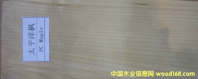 太平洋楓的詳細(xì)介紹
