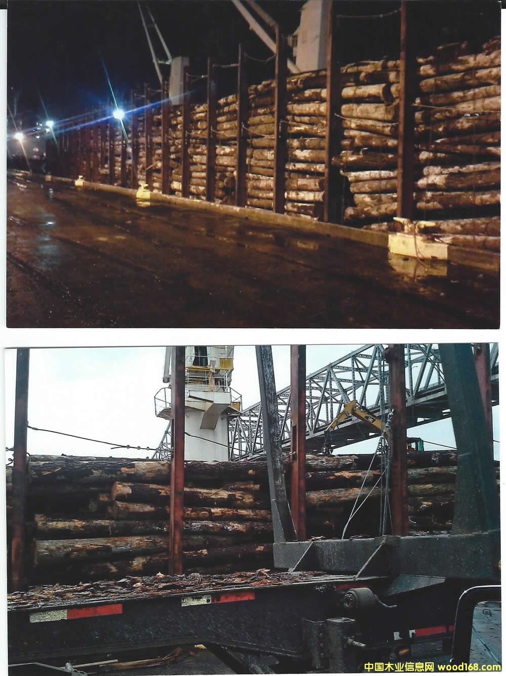 Ϸ Southern Yellow Pine logs Ԕ(x)B