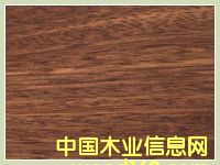 南美柚木 南美柚木