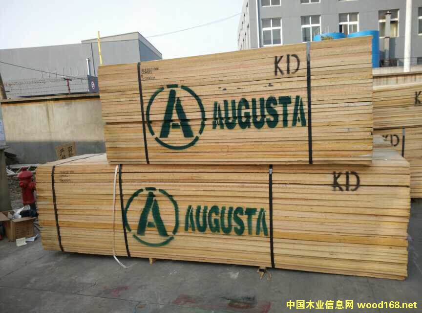 美國紅橡的詳細(xì)介紹