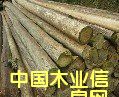 杉木的詳細(xì)介紹