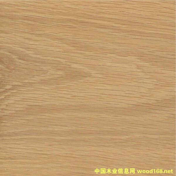 白橡的詳細介紹