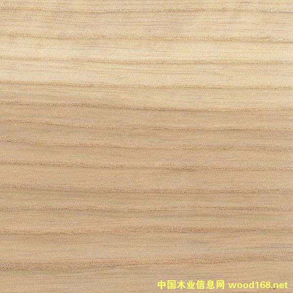 白蠟的詳細介紹