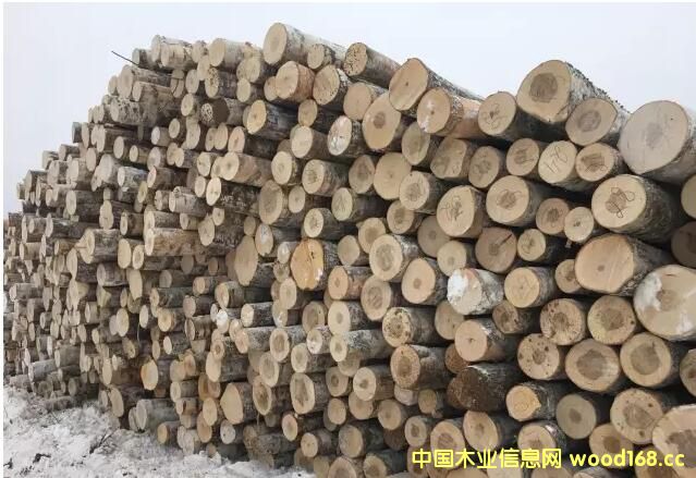 俄羅斯樺木禁止出口，中國樺木加工行業(yè)將何去何從？
