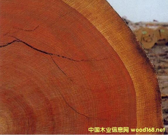 H(lin)棺ȫ딵(sh)Ƿľӡ W