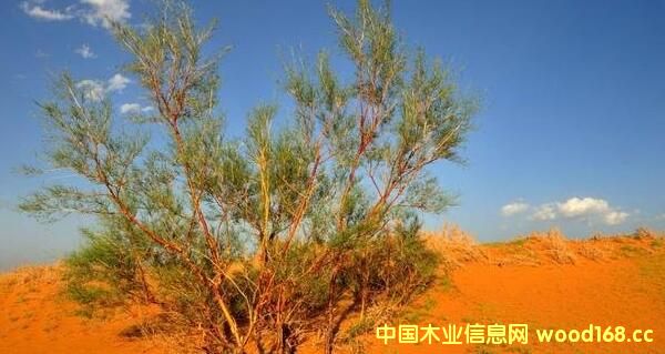 ˹̺ľI(y)a(chn)10f(wn)ͭh(hun)(ji)|(zh)wȼ(xing)Ŀ