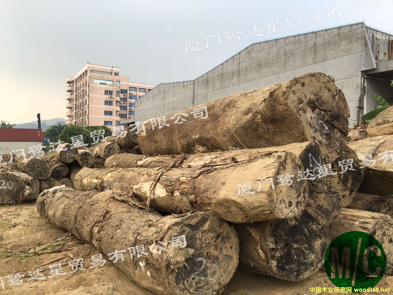 南美胡桃木 南美胡桃木