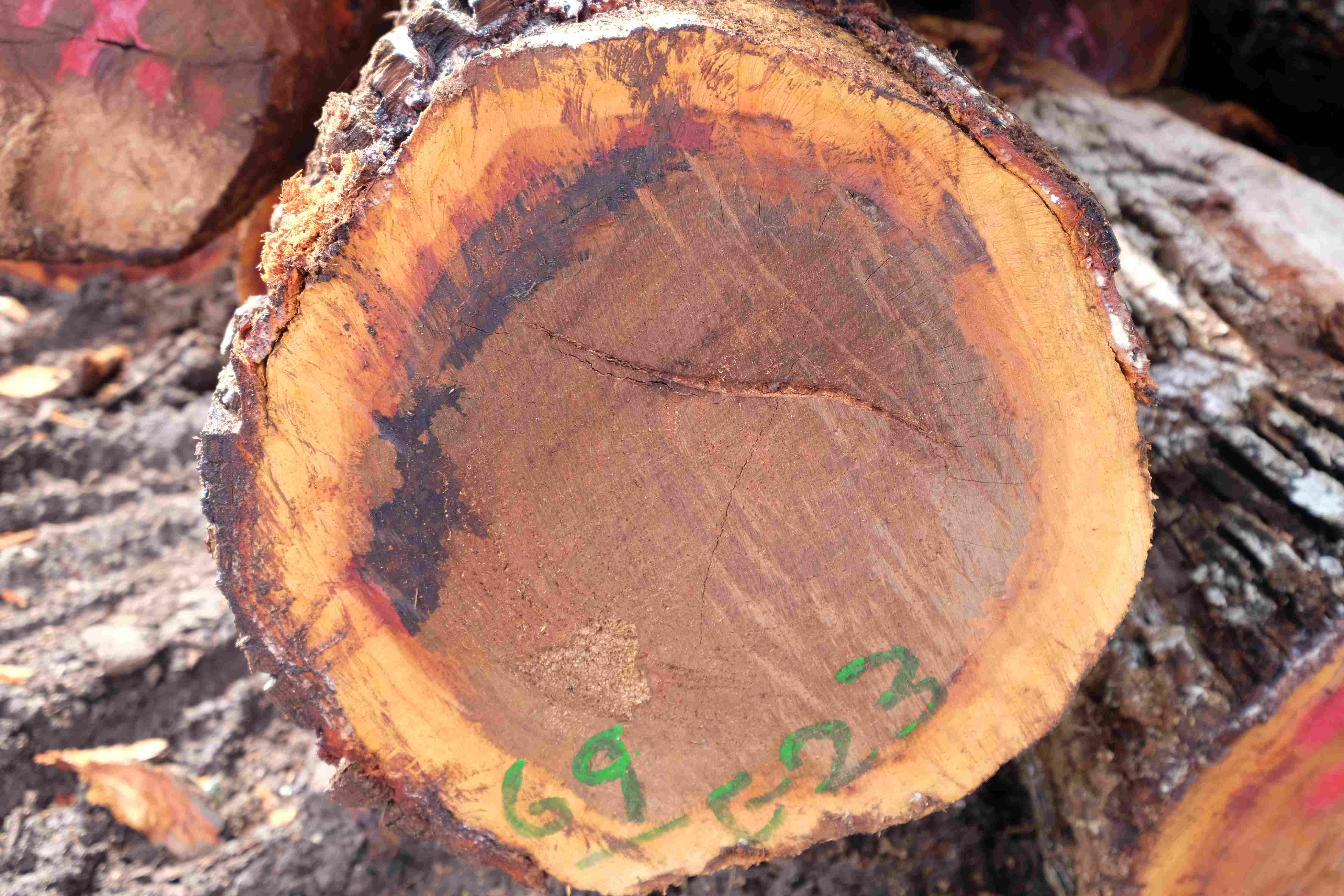 ​Ĺ (CHICOZAPOTE)