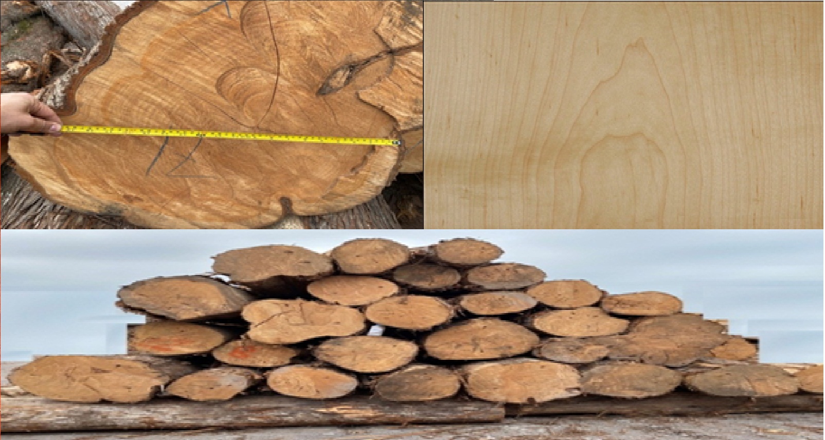 ľ(cypress)Ԕ(x)B