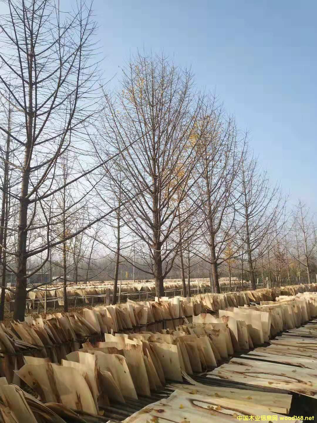 楊木皮