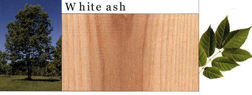 White Ash ˮԔ(x)B